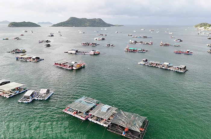 Kiên Giang xây dựng ngành nuôi biển theo hướng công nghiệp, hiện đại